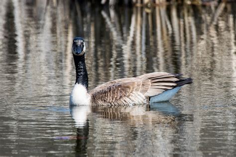 Kostenlose foto Wasser Natur Vogel Flügel Tierwelt Betrachtung