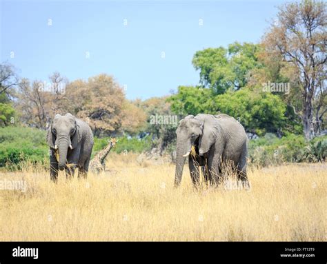 Dos Elefantes Bush Africano Loxodonta Africana Comiendo Hierba Y