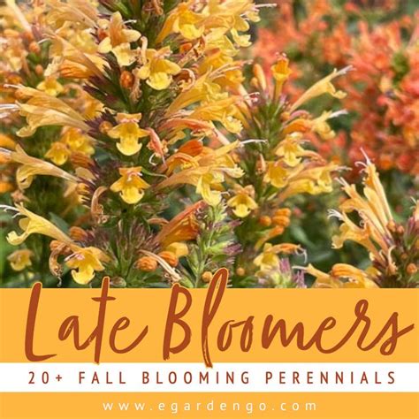 Fall Blooming Perennials Fantastic Season Finale Perennials Fall