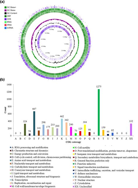 Analysis Of The Whole Genome Sequence And Biosynthetic Gene Clusters Download Scientific