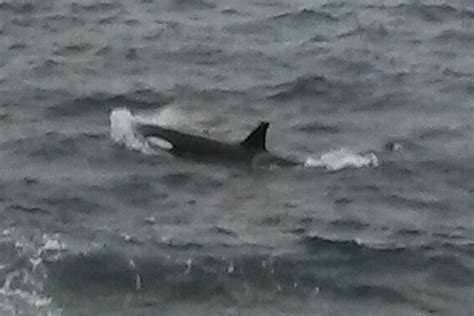 Sunlive Orca Snapped Swimming In Harbour The Bay S News First