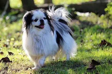 Spaniel Japonés Características Cuidados y Adiestramiento Razas y