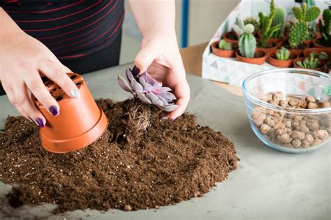 Sukkulenten richtig gießen Tipps für optimale Pflege