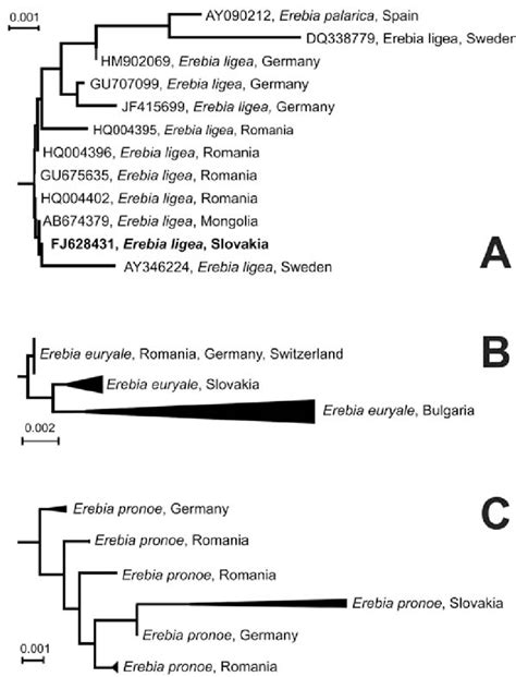 The Detailed Parts Of The Phylogenetic Tree Shown In Figure 1