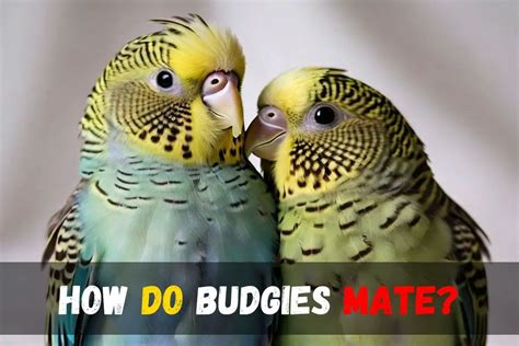 How Do Budgies Mate Budgie Courtship Breeding Habits