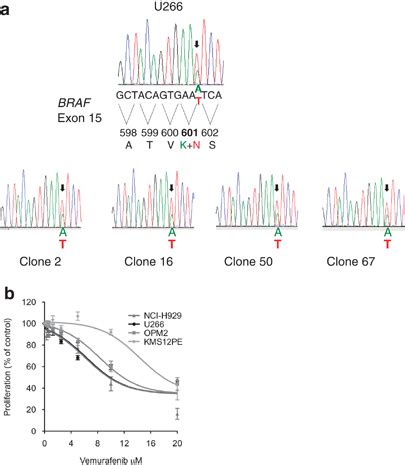 BRAF Exon 15 DNA Sequencing Was Performed In U266 Cell Line And In 17