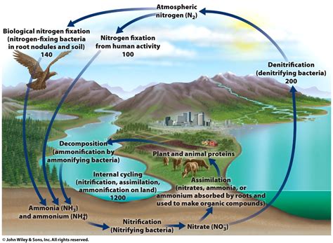 Biogeochemical Cycles