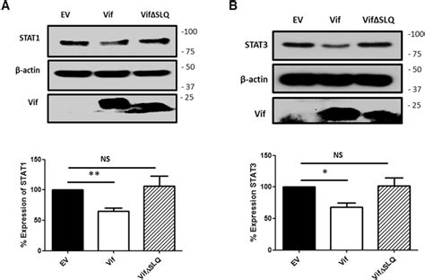 Vif S Elongin C Socs Box Binding Site Is Required For Vif Induced Stat