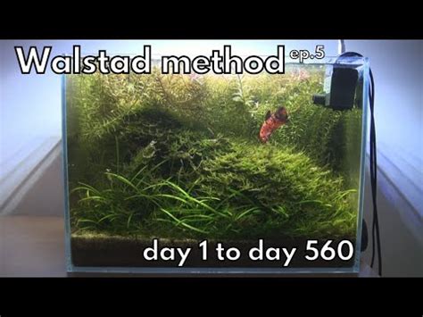 Walstad Betta Tank Ep Low Tech Aquarium No Filter No Ferts No