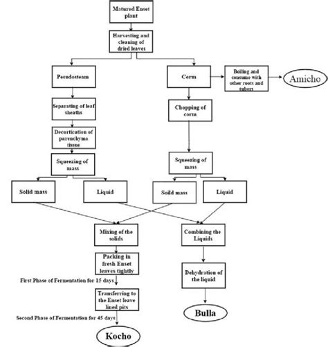 Flow chart showing the enset postharvest processing for preparation of ...