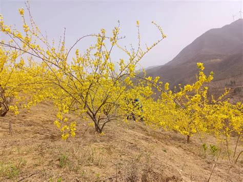 河南宜阳县花果山乡寺院村：连翘花开正浓中国农科新闻网