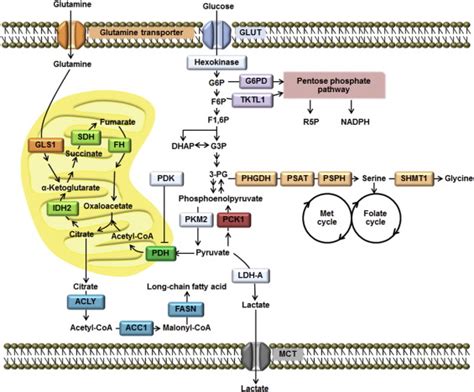 Micrornas And Oncogenic Transcriptional Regulatory Networks Controlling