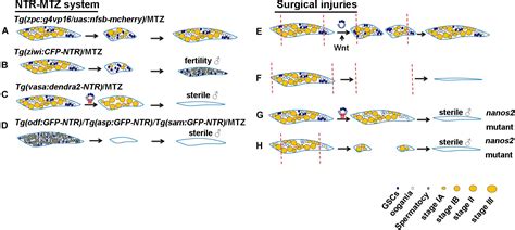 Frontiers Zebrafish As A Model For Germ Cell Regeneration