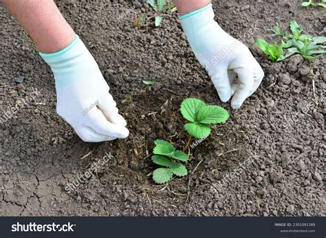 309 Person Wearing Black Gardening Gloves Images Stock Photos