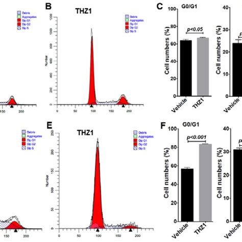 Myc Overexpression Promotes Cell Cycle Progression And Alters Response