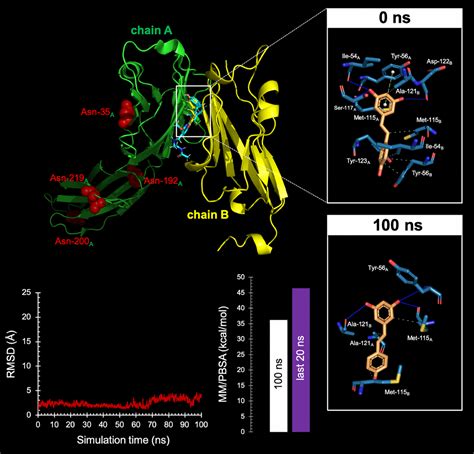 Resveratrol Targets PD L1 Glycosylation And Dimerization To Enhance