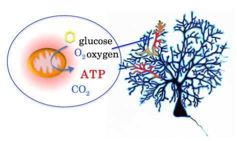 Mapping A Growing Nerve Cells Energy Metabolism To Better Understand