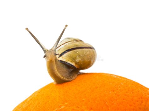 Snail Stock Image Image Of Isolated Shine Food Crawling 6142415