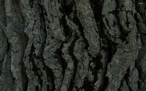 Tree Bark Wallpaper - WallpaperSafari