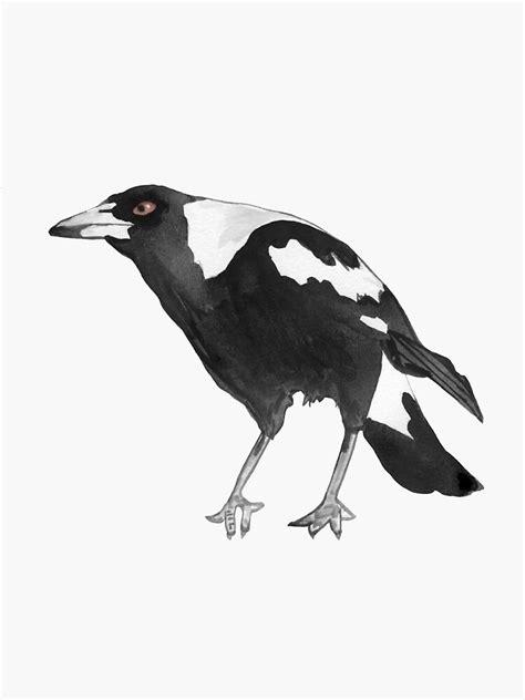 Australian Native Magpie Watercolour By Love Stax Sticker By Lovestax