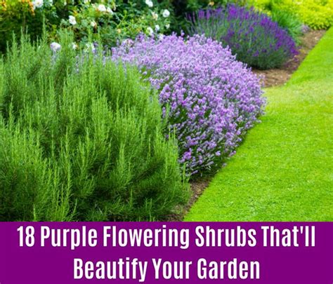 Purple Flowering Shrubs That Ll Beautify Your Garden Diy Crafts