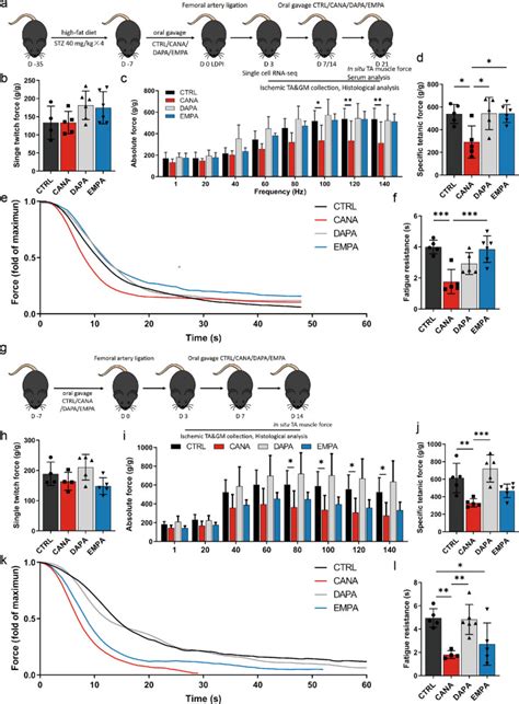 Anti Diabetic Drug Canagliflozin Hinders Skeletal Muscle Regeneration