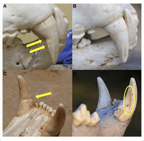 Lion Upper Canine Teeth Of A A Snared Lion Showing Characteristic