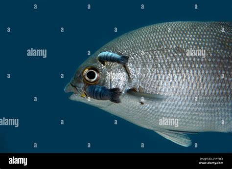 Parasitic fish isopod hi-res stock photography and images - Alamy