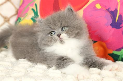 Welcome To Our Blue And White Bicolor Persian Kitten Gallery