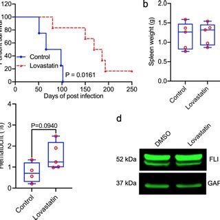 Induction Of KLF2 By Lovastatin Suppresses MAPK ERK Through