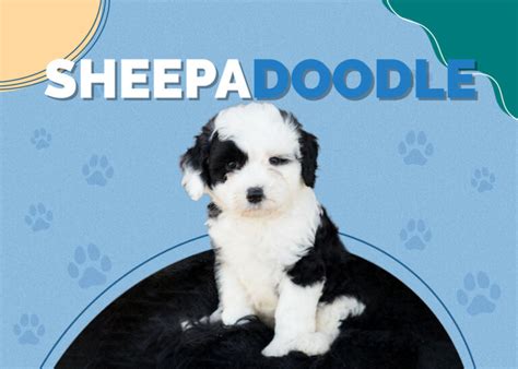 Sheepadoodle | Dog Breed Info, Pictures, Personality & Facts | Hepper