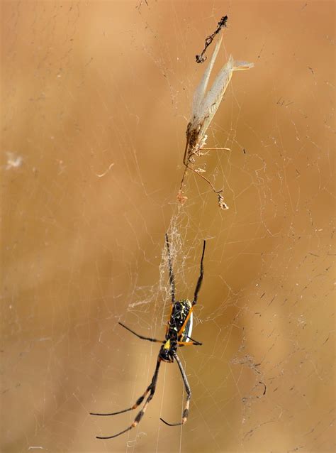 Reptiles And Arachnids Banded Legged Golden Orb Web Spide Flickr