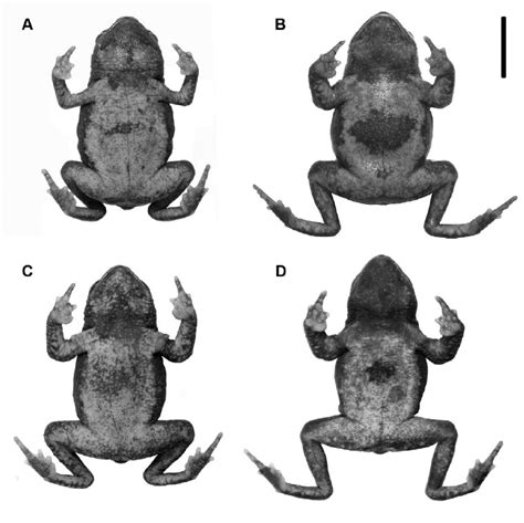 Ventral Pattern Variation In Melanophryniscus Setiba A Cfbh 15739