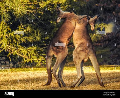 Canberra Australia 14th July 2017 Two Kangaroos Engage In A Boxing