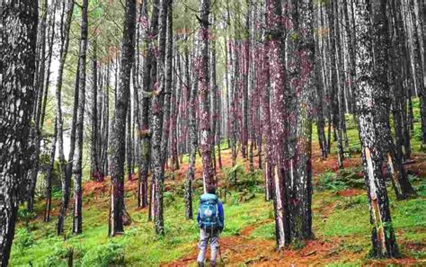 Objek Wisata Hutan Pinus Lajoanging Barru Sulawesi Selatan