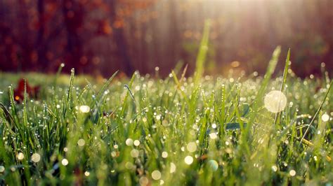 Wallpaper grass, drops, dew hd, picture, image