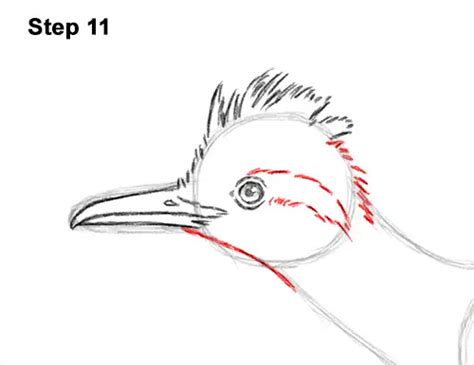 How To Draw A Roadrunner Video And Step By Step Pictures