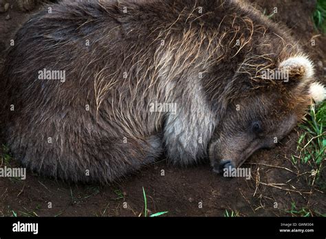 Grizzly Bear Den Hi Res Stock Photography And Images Alamy