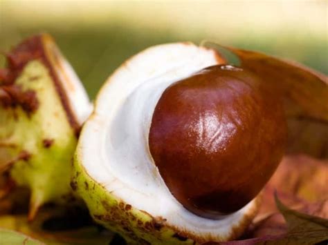 Can You Eat Buckeye Nuts All You Need To Know