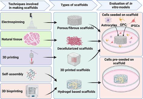 Fabrication Of Scaffold Based Systems For In Vitro Disease Modeling