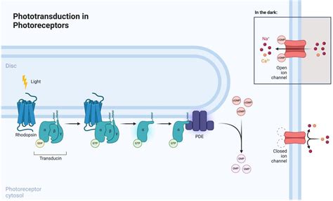 Jcm Free Full Text Optogenetics And Targeted Gene Therapy For