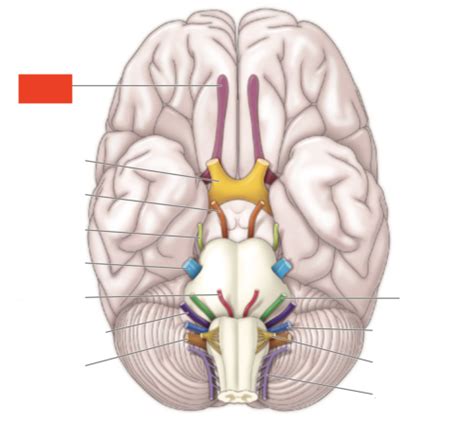 BI 210 Lab 6 PNS And Endocrine System Flashcards Quizlet