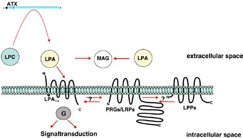 Lpa Metabolism Lpa Is Present In Biological Fl Uids At M