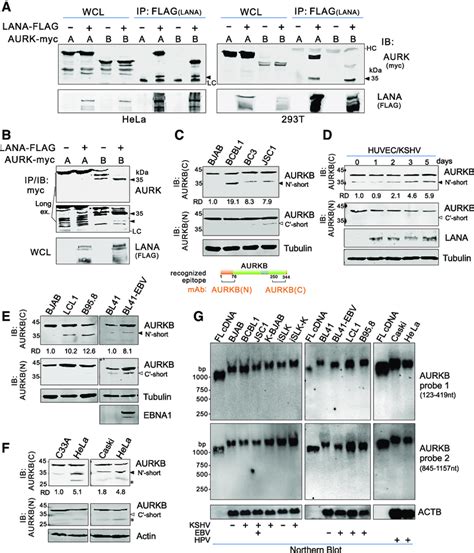 Short Forms Of Aurkb Protein Exist In The Oncovirus Associated Cancer