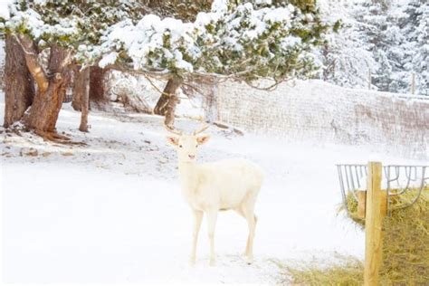 Seneca White Deer Herd (the history of white deer in Seneca, NY)