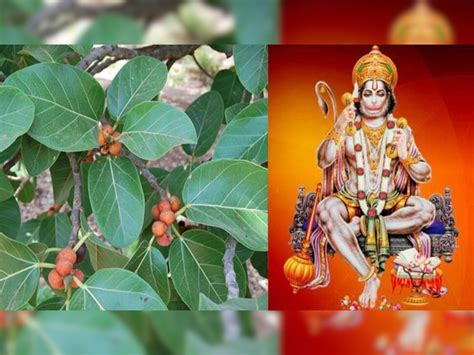 Hanuman Ji Totke In Hindi Do These Bargad Leaves Prayer Bajrangbali Blessing Hanuman Ji Upay