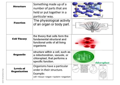 Cell Structure Vocabulary PDF Worksheets Library