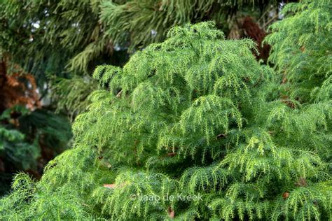 Cryptomeria Japonica ‘elegans Viridis Esveld Shop