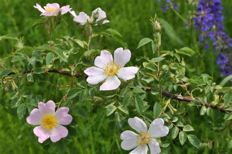 Fiori Rosa Canina Foto Stock Fiori Rosa Canina Immagini Depositphotos