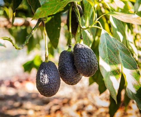 C Mo Controlar El Anillamiento En Aguacate Agrofacto